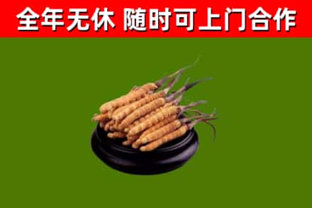 任泽区烟酒回收冬虫夏草.jpg